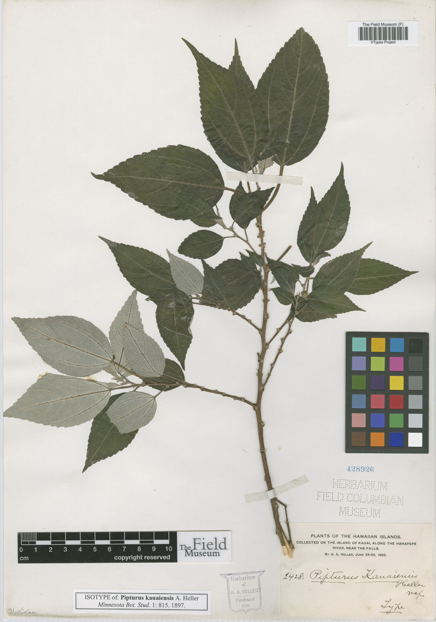 Pipturus kauaiensis image