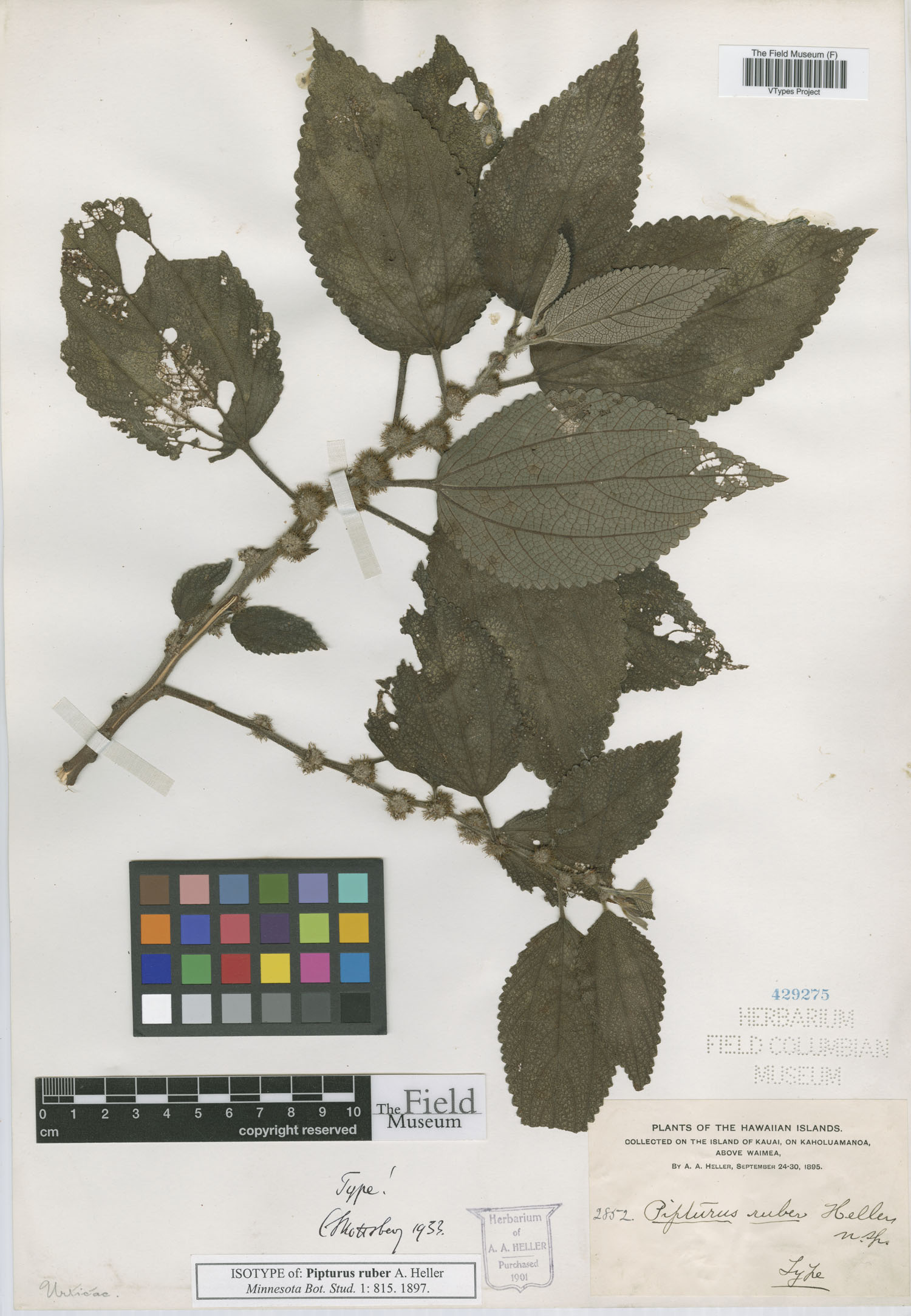 Pipturus ruber image