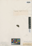 Aegiphila membranacea Turcz., SURINAME, Fr. W. R. Hostmann 89, Isotype, F
