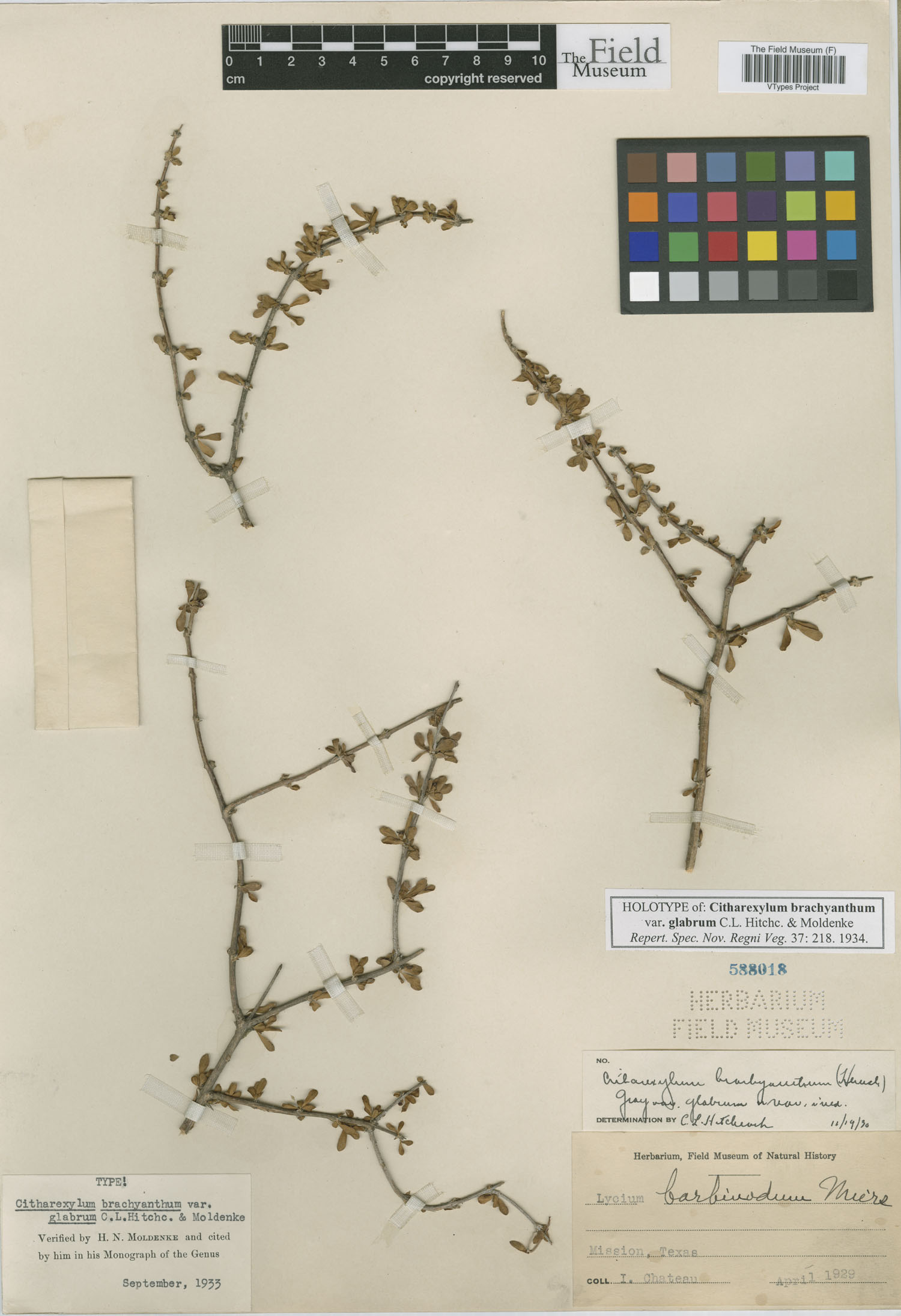 Citharexylum brachyanthum image