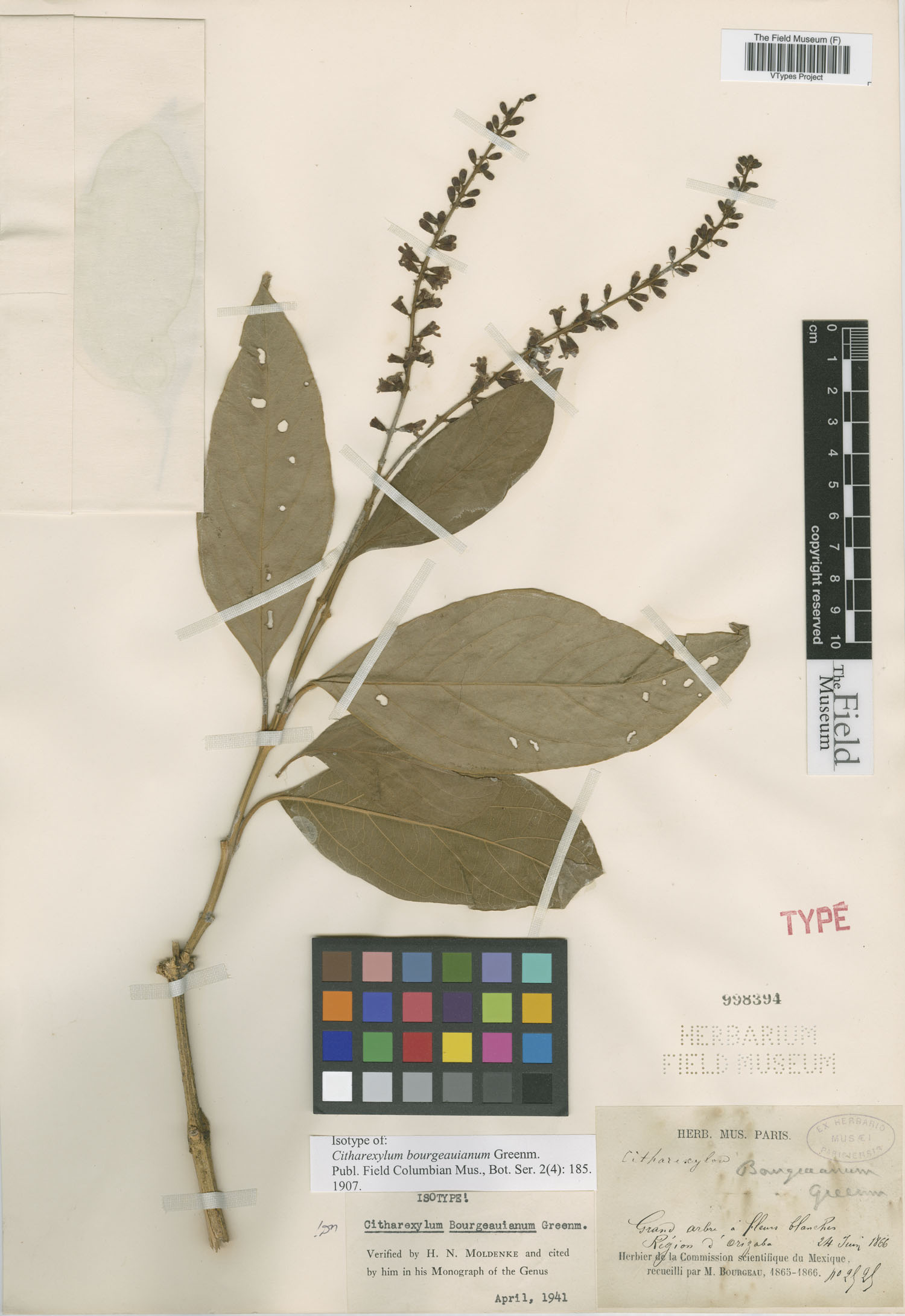 Citharexylum bourgeauianum image