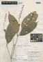 Citharexylum hirtellum var. guatemalense Moldenke, GUATEMALA, J. A. Steyermark 41818, Isotype, F
