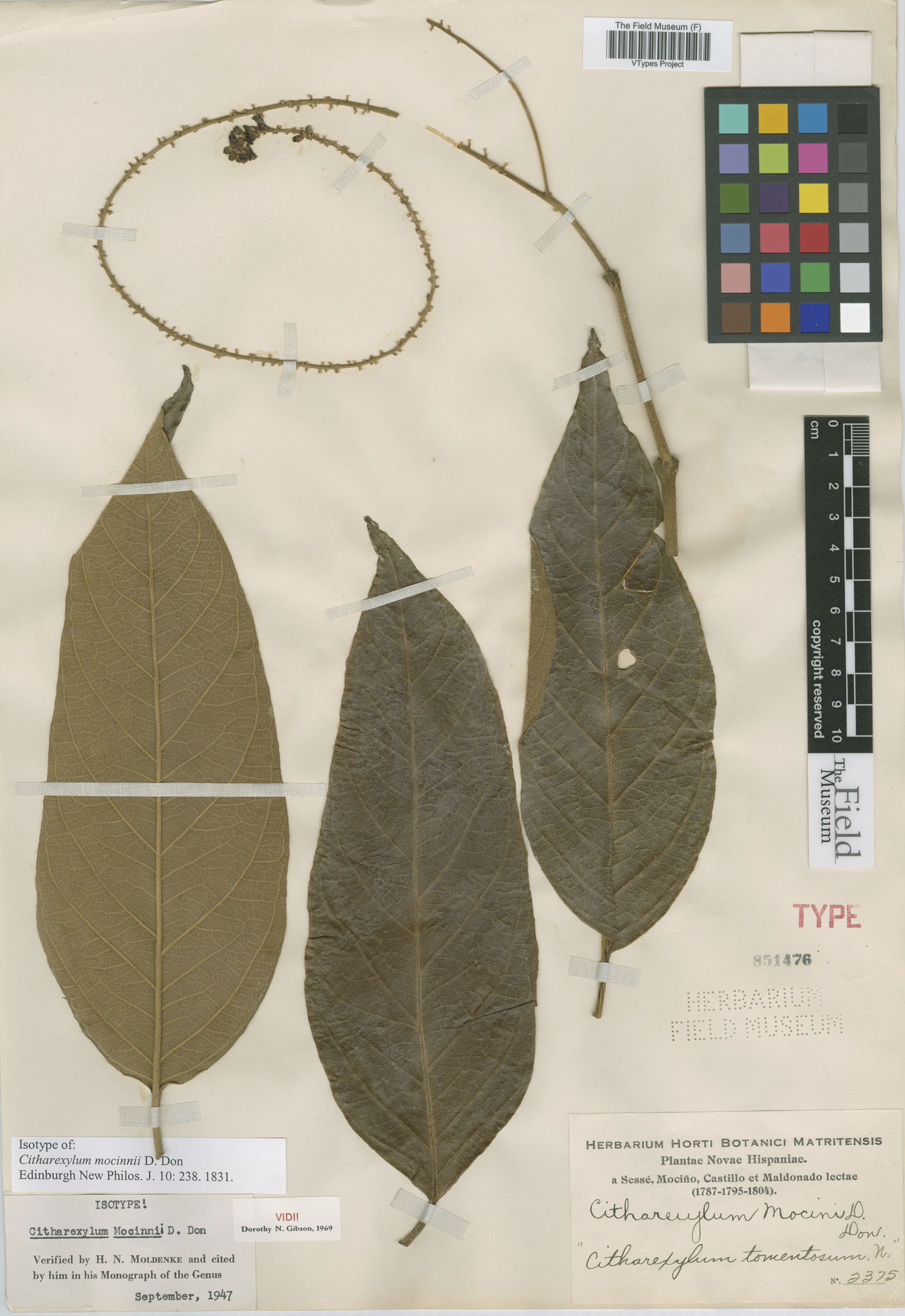 Citharexylum mocinnoi image