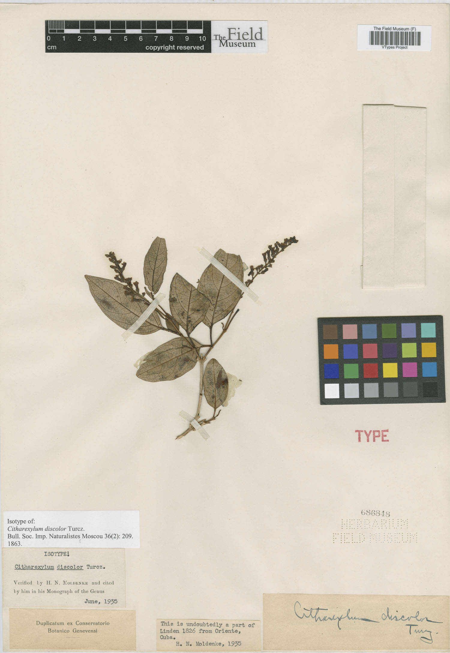 Citharexylum discolor image