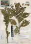 Chileranthemum pyramidatum image
