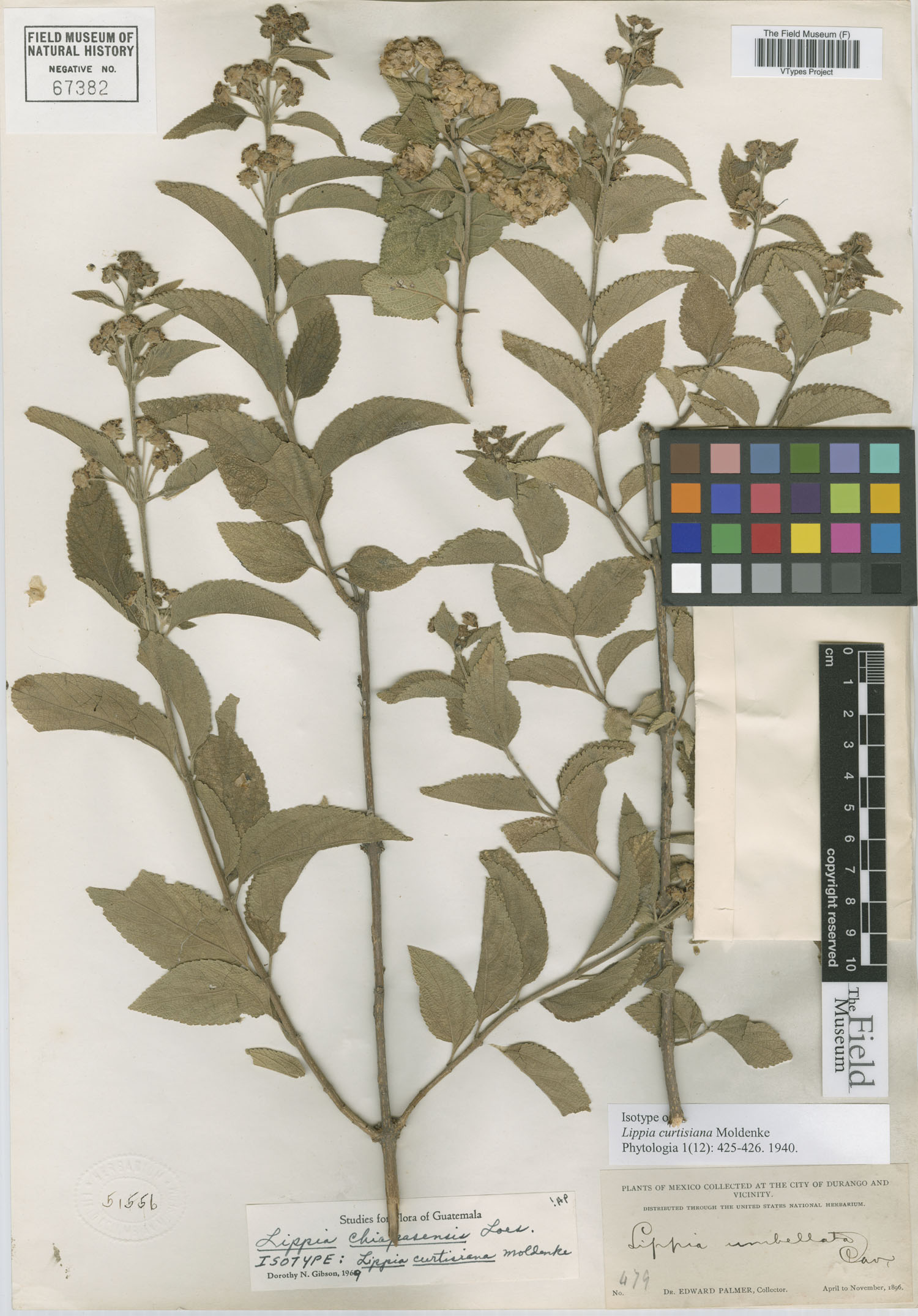 Lippia cardiostegia image