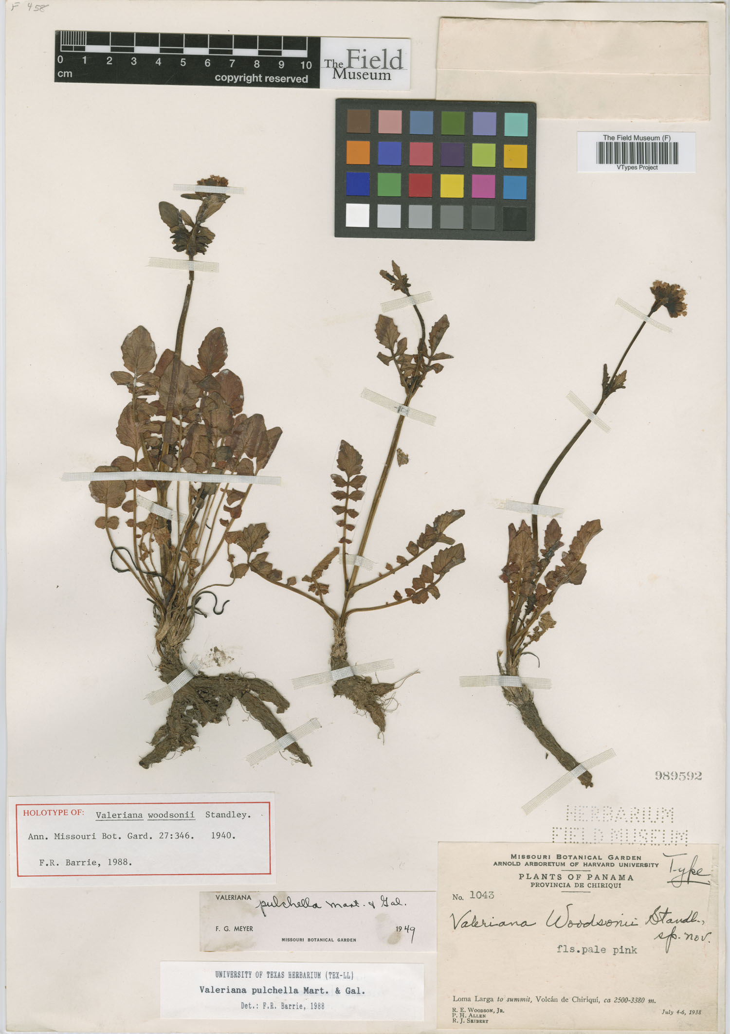 Valeriana pulchella image