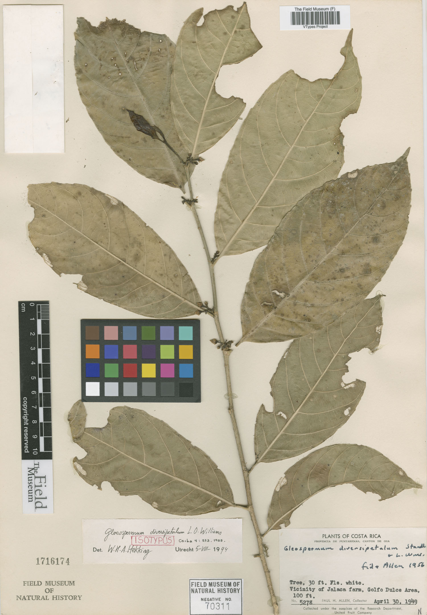 Gloeospermum diversipetalum image
