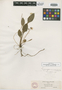 Viola primulifolia var. occidentalis image