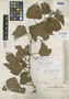 Cissus formosa Standl., MEXICO, G. F. Gaumer 23389, Holotype, F