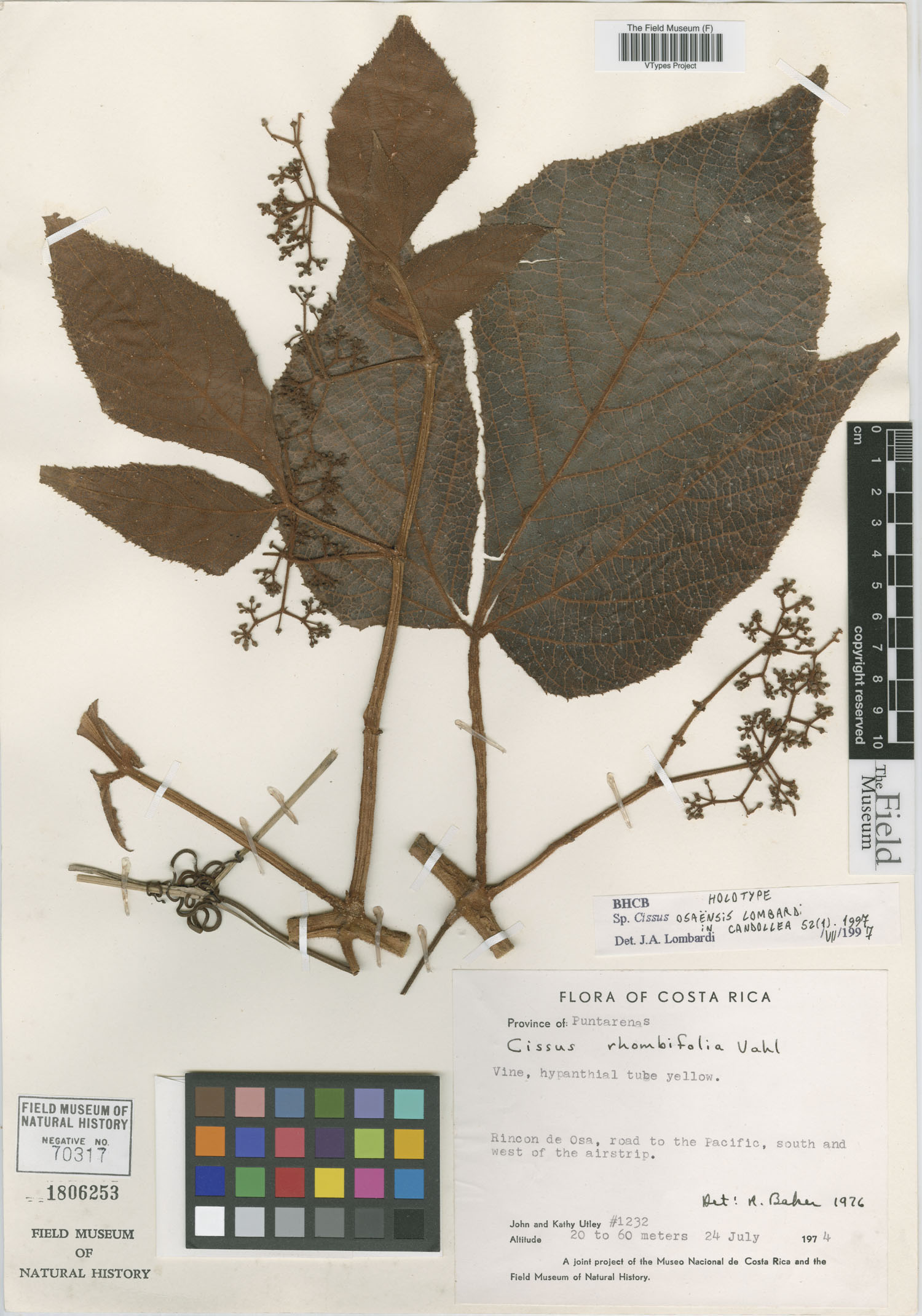 Cissus osaensis image