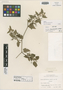 Cissus pallidiflora image