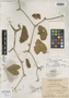 Cissus cucurbitacea Britton, JAMAICA, W. Harris 10512, Isotype, F