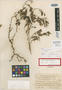 Cissus parciflora Urb. & Ekman, Dominican Republic, E. L. Ekman 6939, Isotype, F