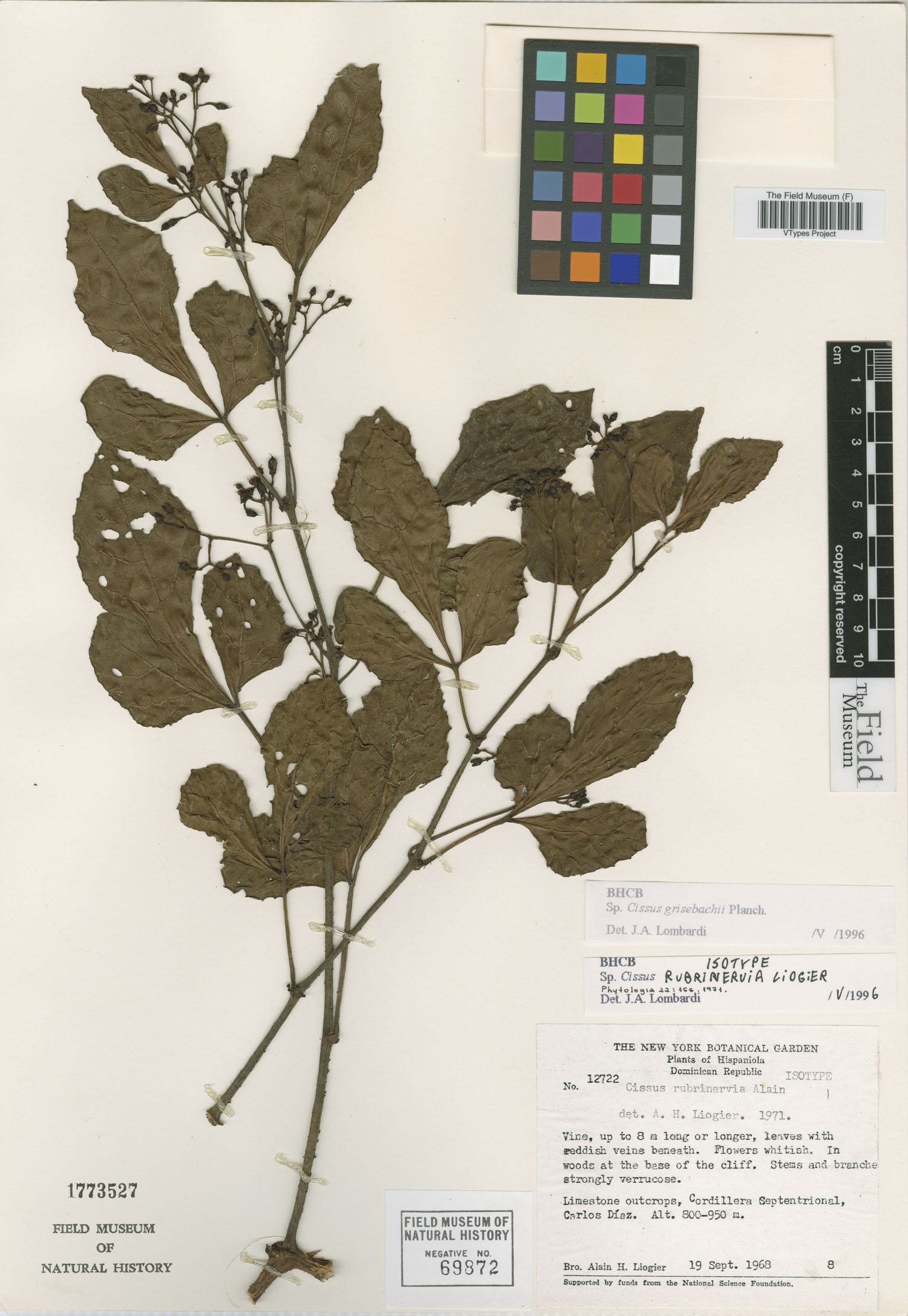 Cissus wrightiana image