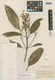 Vochysia guatemalensis Standl., GUATEMALA, H. von Türckheim 943, Isotype, F