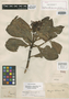 Drimys chilensis DC., CHILE, J. Dombey, Isotype, F