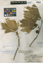 Pittosporum sulcatum var. rumicifolium f. tomentellum Sherff, U.S.A., O. Degener 11005, Holotype, F