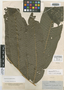 Campyloneurum magnificum T. Moore, VENEZUELA, A. Fendler 410, Isotype, F