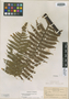 Cyathea araneosa Maxon, CUBA, W. R. Maxon 4035, Isotype, F