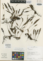 Elaphoglossum macilentum Mickel, Peru, R. B. Foster 11978, Holotype, F