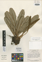 Elaphoglossum obtusum image