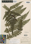Hemitelia rudis Maxon, Panama, W. R. Maxon 5682, Isotype, F