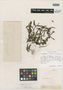 Polypodium inconspicuum Baker, MADAGASCAR, L. Humblot s.n., Isotype, F