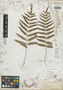 Polypodium adelphum Maxon, Mexico, A. B. Ghiesbreght 244 p.p., Isotype, F