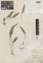 Thelypteris micula A. R. Sm., Peru, C. Schunke 848, Holotype, F
