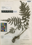 Thelypteris stolzeana A. R. Sm., Guatemala, P. C. Standley 90107, Holotype, F
