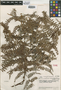 Lindsaea parkeri var. polystichoides C. V. Morton, Venezuela, J. A. Steyermark 59600, Isotype, F