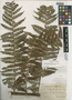Cyathea hieronymi Brause, Dominican Republic, H. von Türckheim 2992, Isotype, F