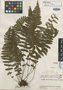 Thelypteris pilosissima C. V. Morton, Venezuela, J. A. Steyermark 58772, Isotype, F
