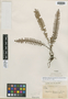 Polypodium tenuiculum var. acrosorum Hieron., ECUADOR, F. C. Lehmann 5727, Isotype, F