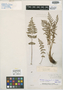 Woodsia scopulina D. C. Eaton, U.S.A., E. Hall 690b, Isosyntype, F
