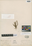 Polypodium dissimulans Maxon, Guatemala, H. von Türckheim s.n., Isotype, F
