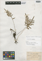 Polypodium rusbyi Maxon, Bolivia, H. H. Rusby 353, Isotype, F