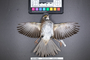 Bird PLUME Image, Coll Num S19-4462