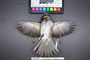 Bird PLUME Image, Coll Num S19-4477