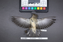 Bird PLUME Image, Coll Num S19-4601