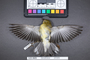 Bird PLUME Image, Coll Num S19-4605