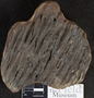 PP 15396 [HS, M] Plantae, Moscovian, Francis Creek Shale Member, United States of America, Illinois, Will