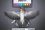Bird PLUME Image, Coll Num S19-4608