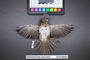 Bird PLUME Image, Coll Num S19-4653