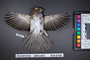 Bird PLUME Image, Coll Num S19-4189