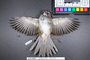Bird PLUME Image, Coll Num S19-4699