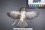 Bird PLUME Image, Coll Num S19-5105