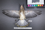 Bird PLUME Image, Coll Num S19-5179