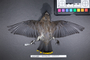 Bird PLUME Image, Coll Num S19-5185